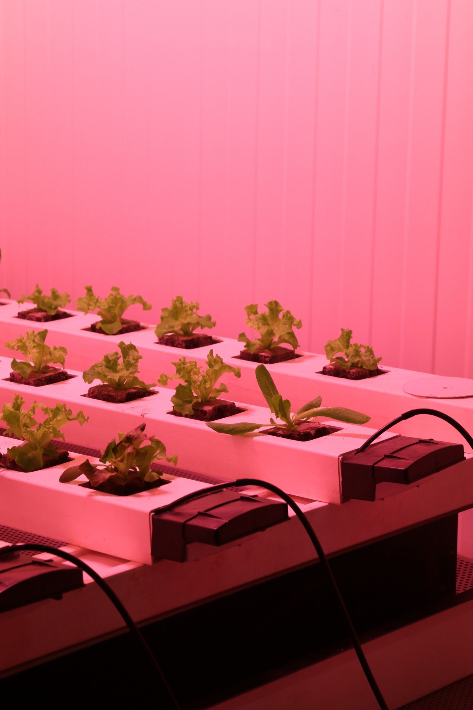 Rangées de culture intérieure sous éclairage horticole