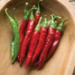 Semis de Piment cayenne red rocket pot de 3,5" culture naturelle
