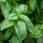 Semences Basilic Elidia