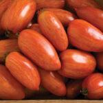 Semences Tomates Speekled roman