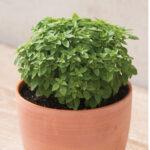 Semis de Basilic Grec pot de 3,5" culture naturelle