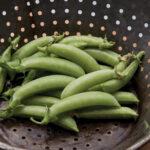 Semences Pois sugarsnap pea