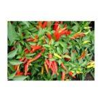 Semis de Piment fort chilli pot de 3,5" culture naturelle