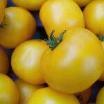 Semis de tomate Lemon Boy pot de 3,5" culture naturelle