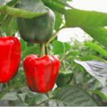 Barquette de 9 semis mixte Poivrons et piments culture naturelle