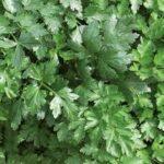 Semis de Persil Italien pot de 3,5" culture naturelle