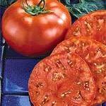 Semis de Tomate grec pot de 3,5" culture naturelle