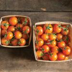 Semences Tomates sungold