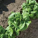 Semences Laitue buttercrunch