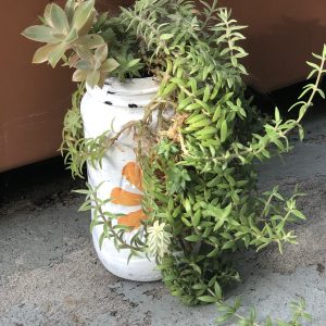 Plantes et semis