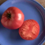 Semis de tomate Brandywine en pot de 3,5'' culture naturelle