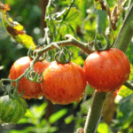 Semis de tomate Sunrise Bumble Bee en pot de 3,5'' culture naturelle
