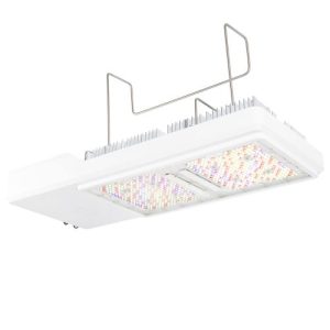 Leds
