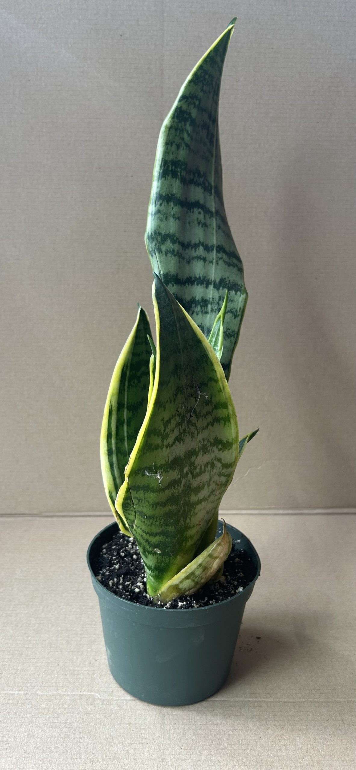 Sanseviere pot 3.5"