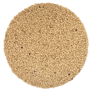 Semence Amarante biologique 100G