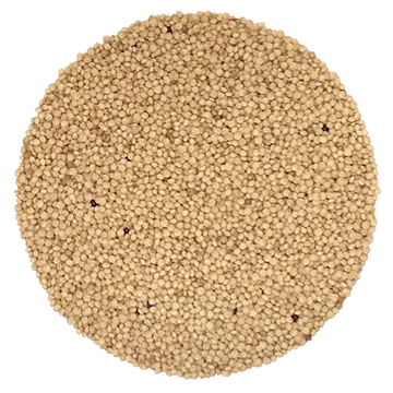 Semence Amarante biologique 100G
