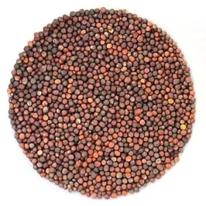 Semence Brocoli Rave biologique 200G