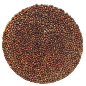 Semence Chou Rouge biologique 60G