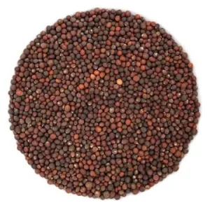 Semence Kale Noir  biologique 60G