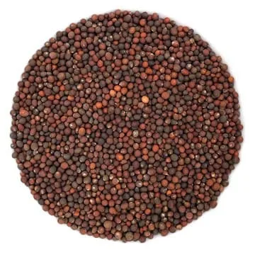 Semence Kale Noir biologique 60G