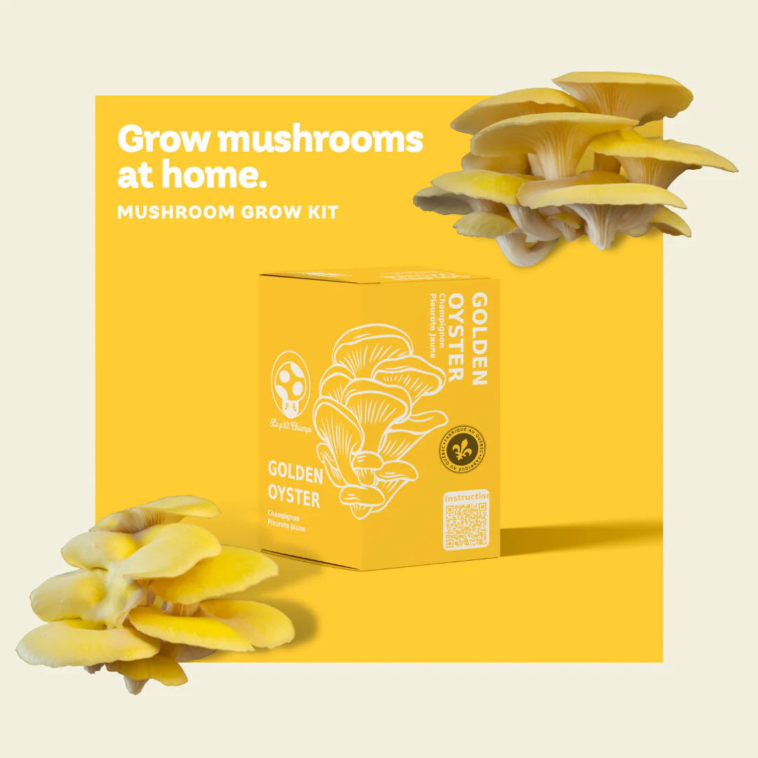 Kit de Culture de Champignon Pleurote Jaune – Image 2