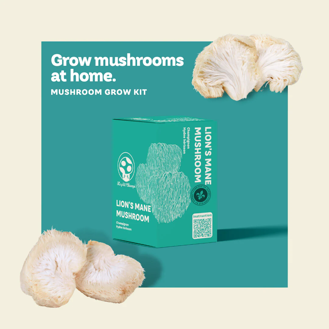 Kit de Culture de Champignon Hydne Hérisson – Image 2