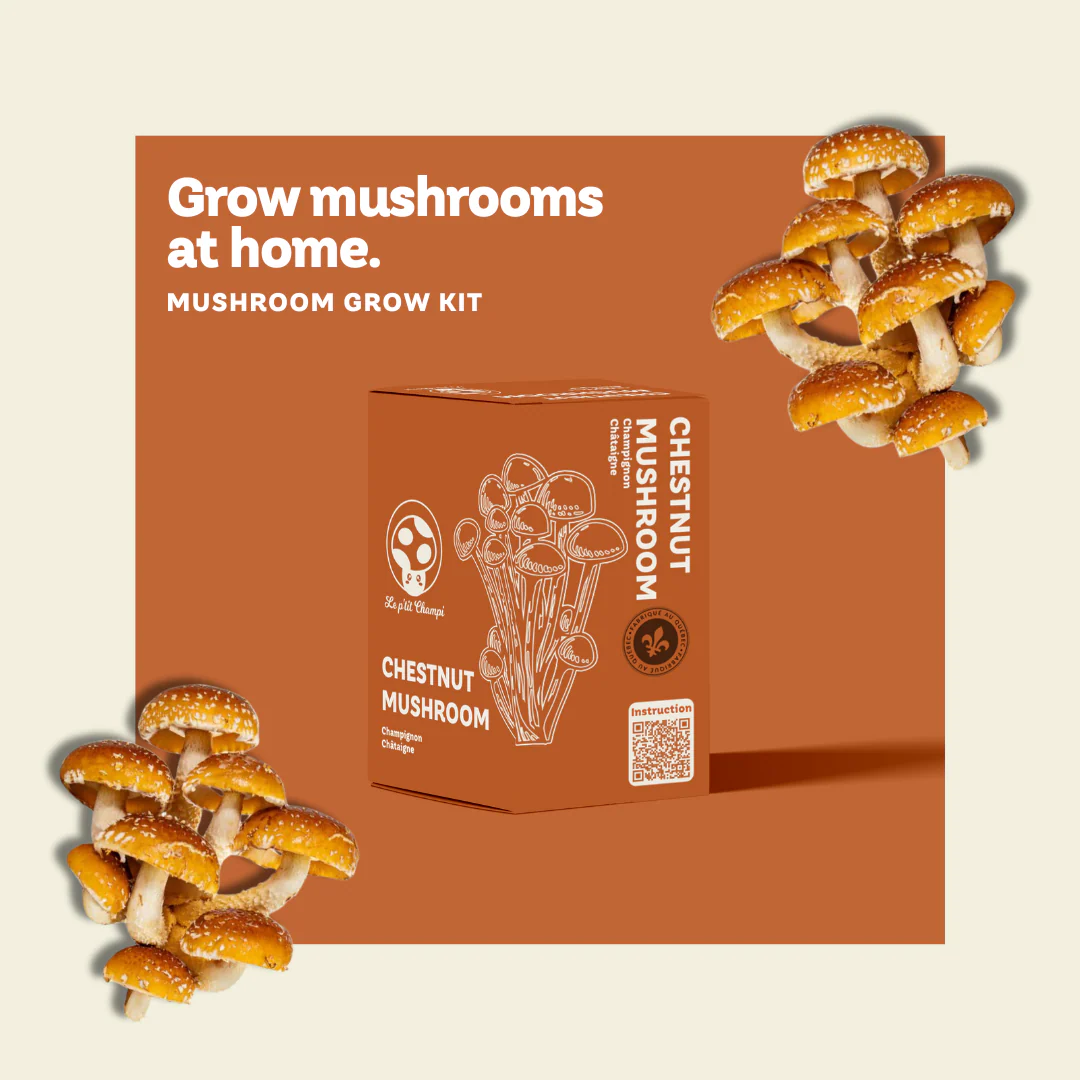 Kit de Culture de Champignon Châtaigne – Image 2