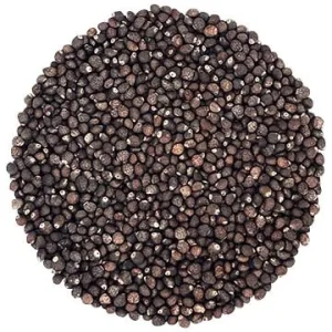 Semence Shiso Vert biologique 100G