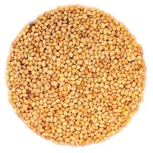 Semence Trèfle Crimson biologique 100G