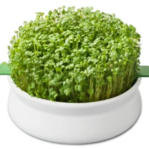 Germoir à mucilagineuses