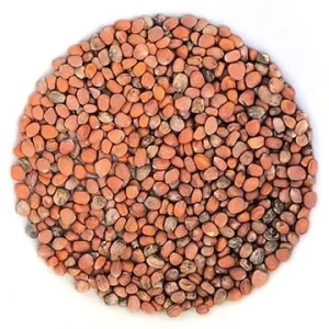 Semence Radis China Rose biologique 100G