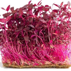 Micro-pousse