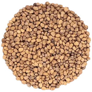 Semence Radis Venin biologique 100G
