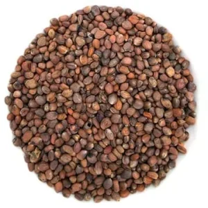 Semence Radis Volcano biologique 100G