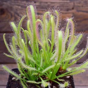 Drosera capensis 'Alba' pot 3″